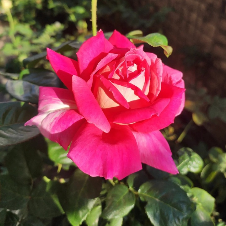 1731132936639423.jpg 火和平月季花是什么颜色