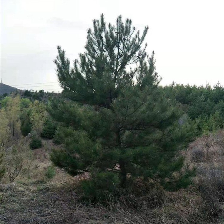 1731294230951800.jpg 高海拔的地方适合种什么树?