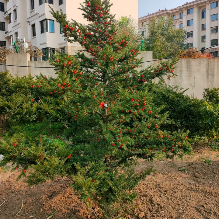 1731294254599491.jpg 高海拔的地方适合种什么树?