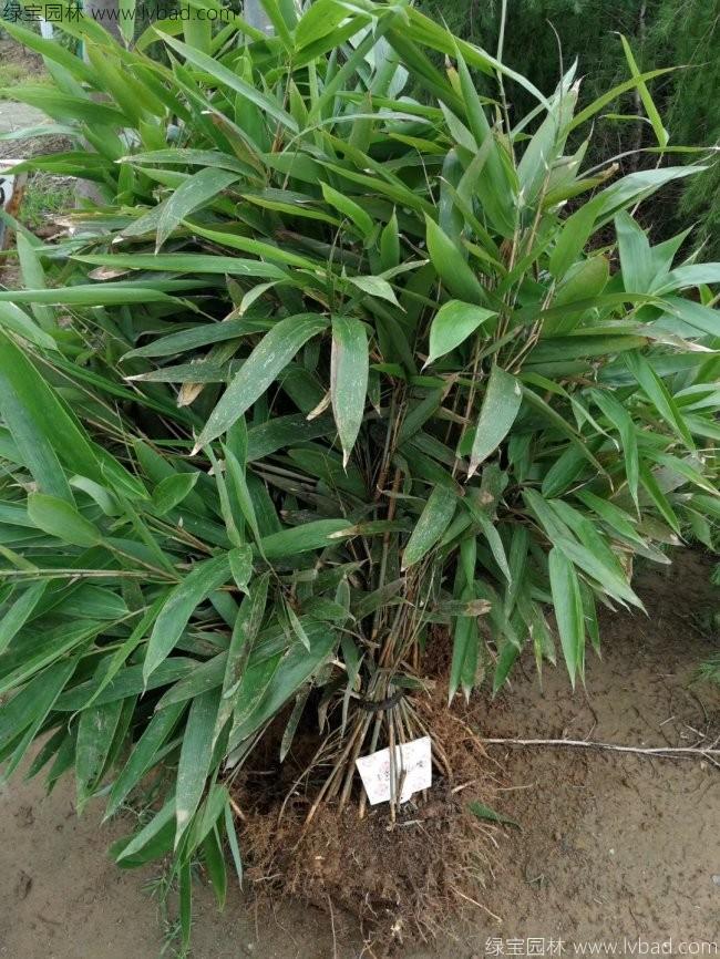 四季常绿的竹子品种有哪些?