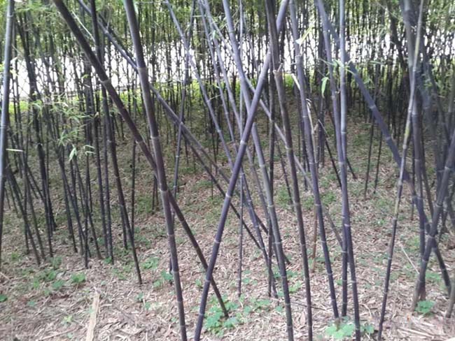 四季常绿的竹子品种有哪些?