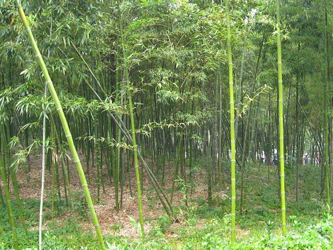 四季常绿的竹子品种有哪些?