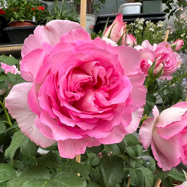 1731305317465926.jpg 河本绊Rien Rose