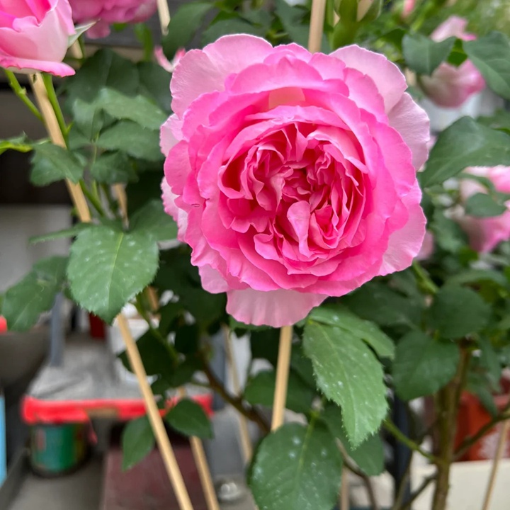 1731305317582155.jpg 河本绊Rien Rose