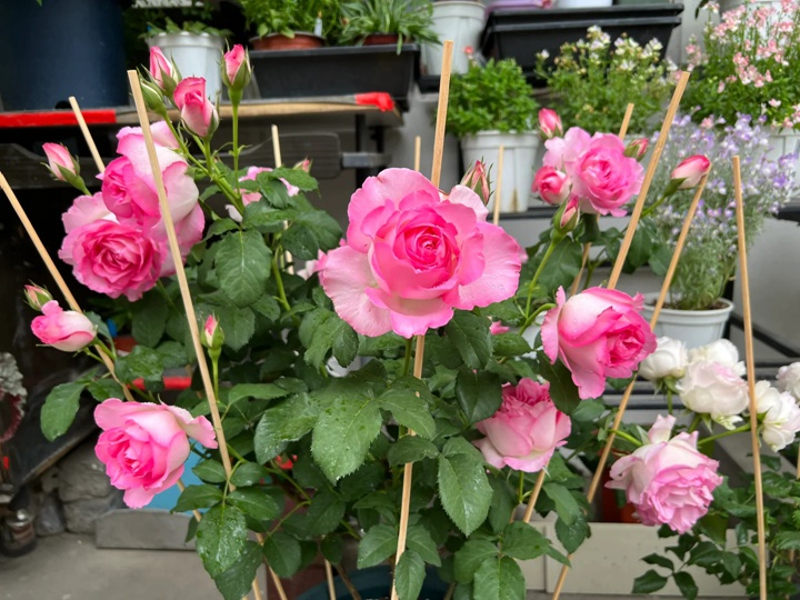 1731305317691853.jpg 河本绊Rien Rose