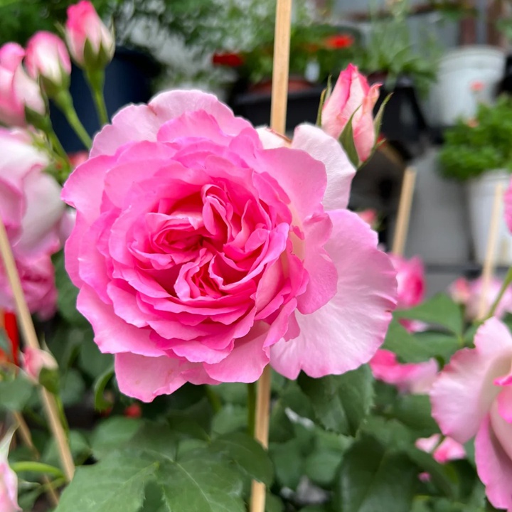 1731305318176314.jpg 河本绊Rien Rose