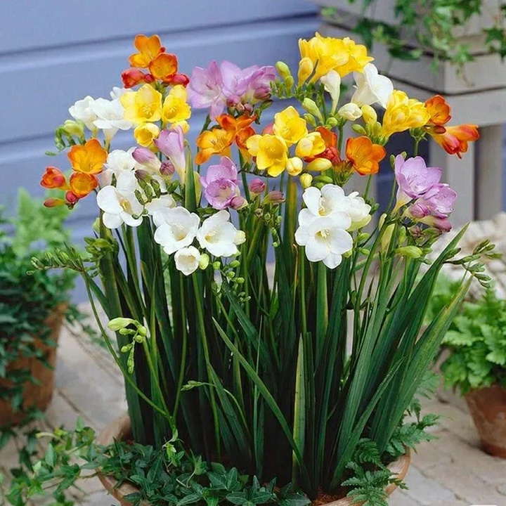 1731306842420053.jpg 香雪兰一年开几次花