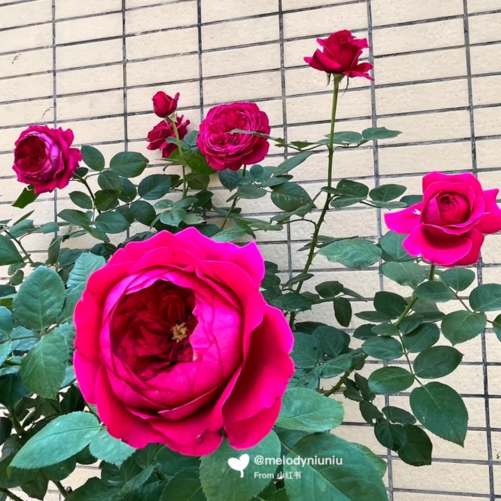 1731309996694821.jpg 双人芭蕾月季适合阳台吗