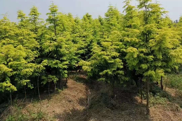 1731394717260574.jpg 水杉树在北方地区能种植吗