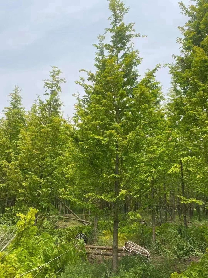 1731394717322486.jpg 水杉树在北方地区能种植吗