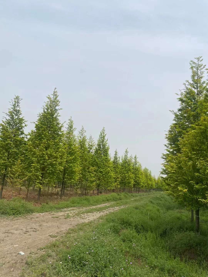 1731394717673298.jpg 水杉树在北方地区能种植吗