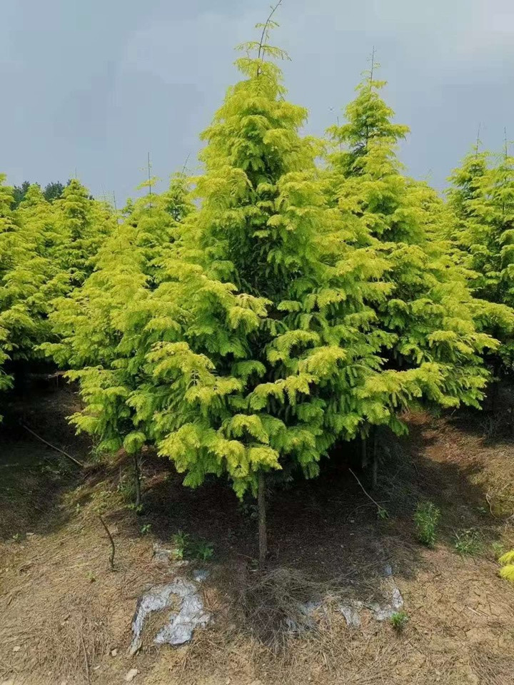 1731394717825877.jpg 水杉树在北方地区能种植吗