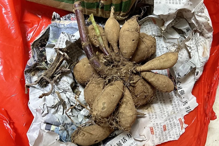 1731397458490101.jpg 大丽花种球种植几天可以发芽?