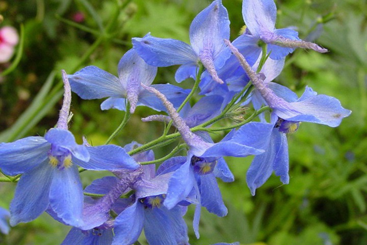 1731461470794120.jpg 海拔3000米以上适合种植什么植物?