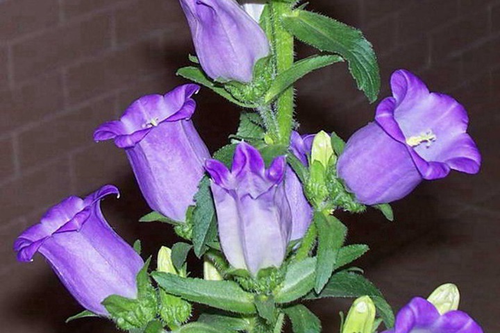 1731461547946761.jpg 海拔3000米以上适合种植什么植物?