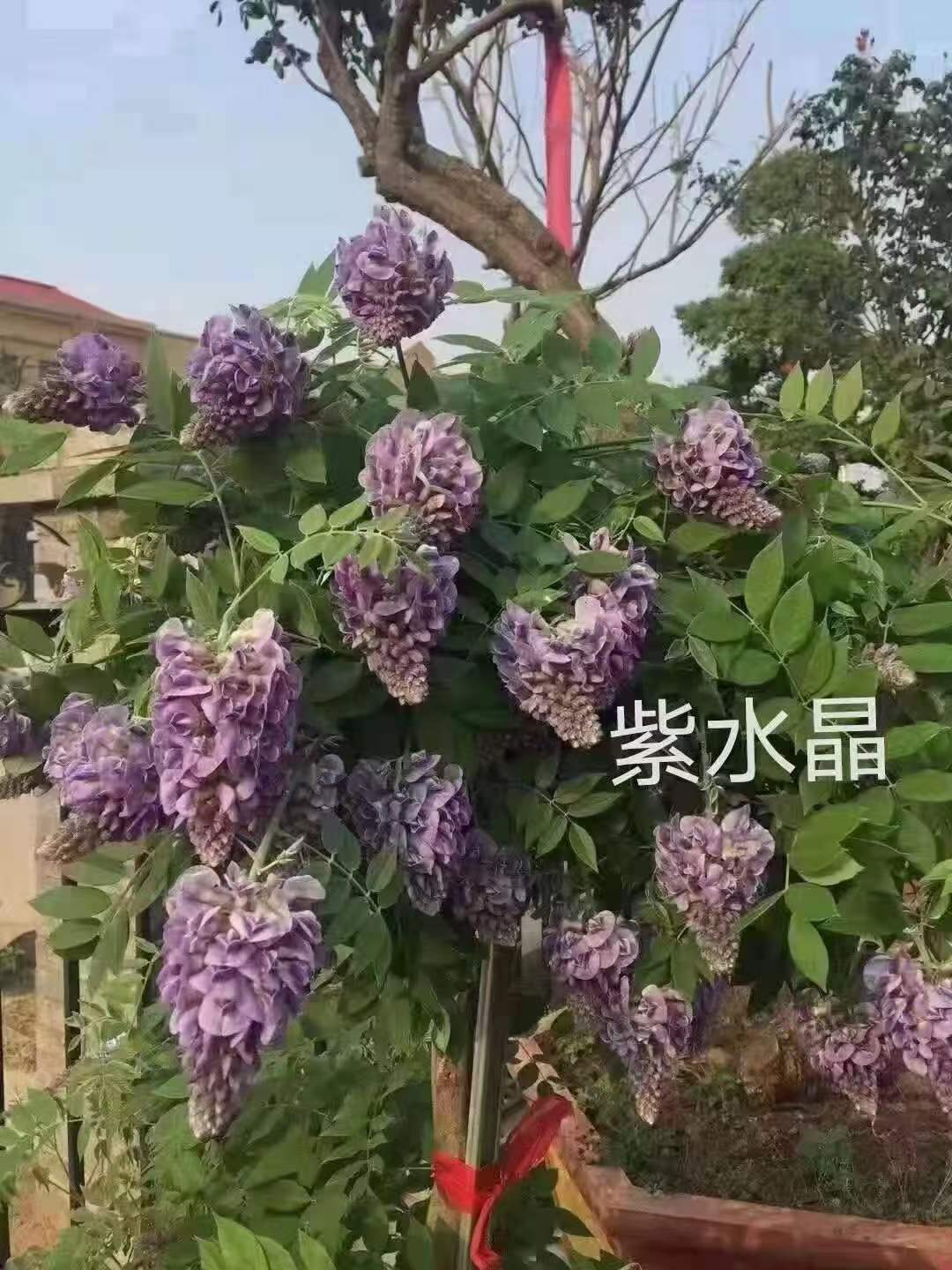 1731464721329213.jpg 大门口能种紫藤树吗,有什么讲究
