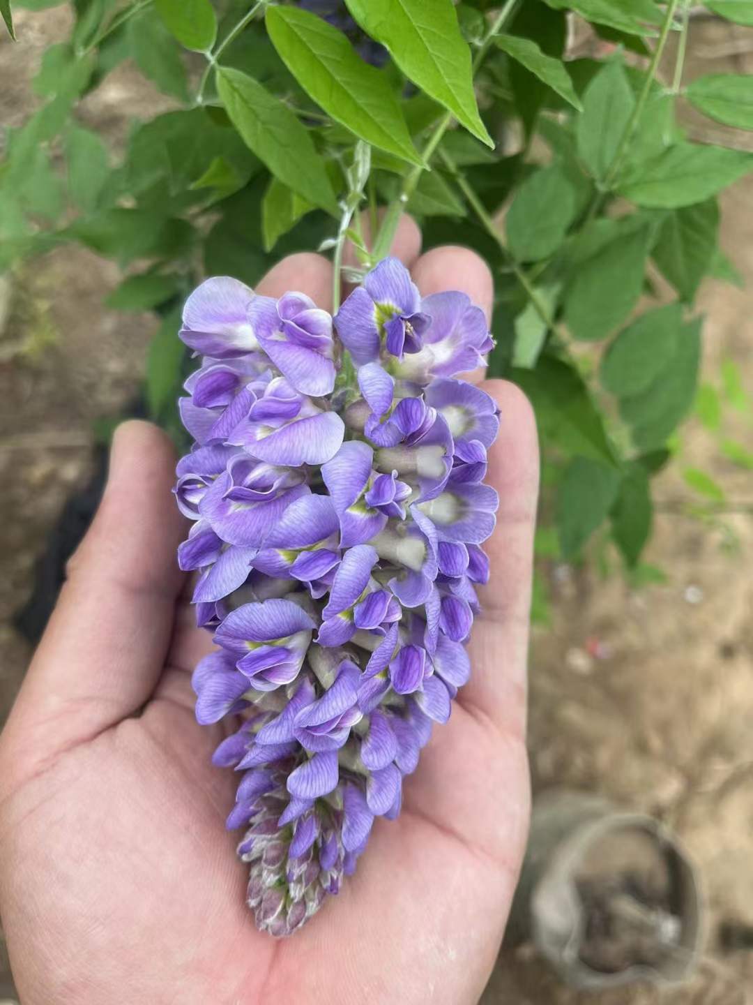 1731464721845011.jpg 大门口能种紫藤树吗,有什么讲究
