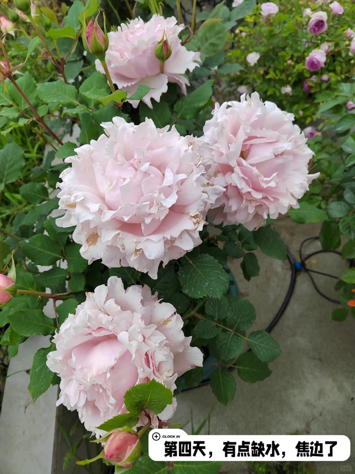 1731467945220253.jpg 索菲罗莎月季在广东表现