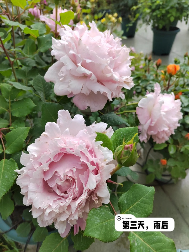 1731467945422935.jpg 索菲罗莎月季在广东表现