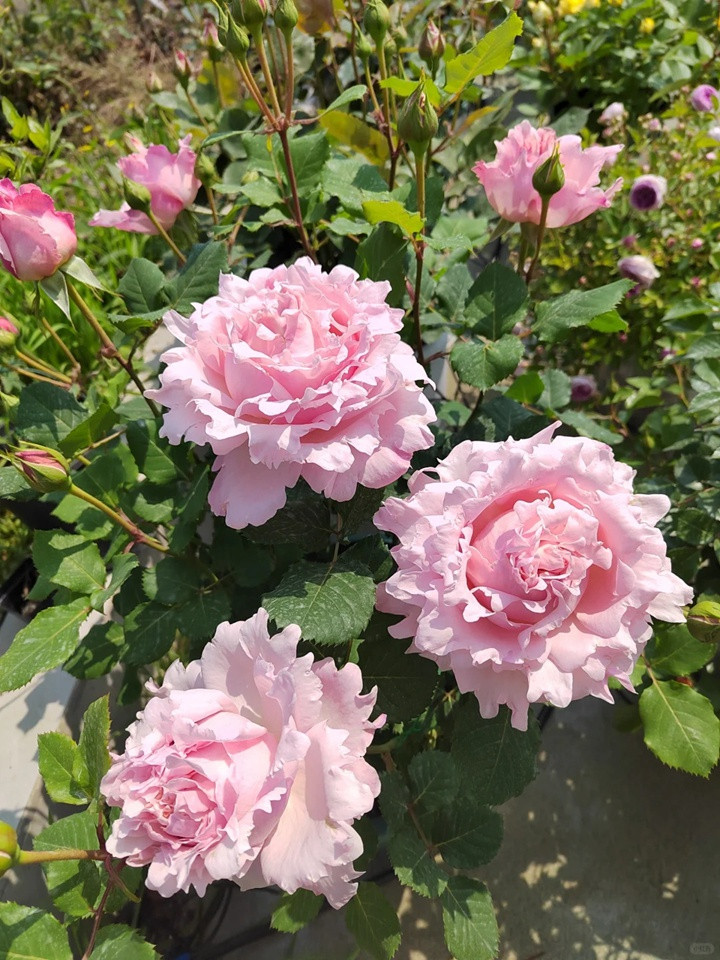 1731467945456095.jpg 索菲罗莎月季在广东表现