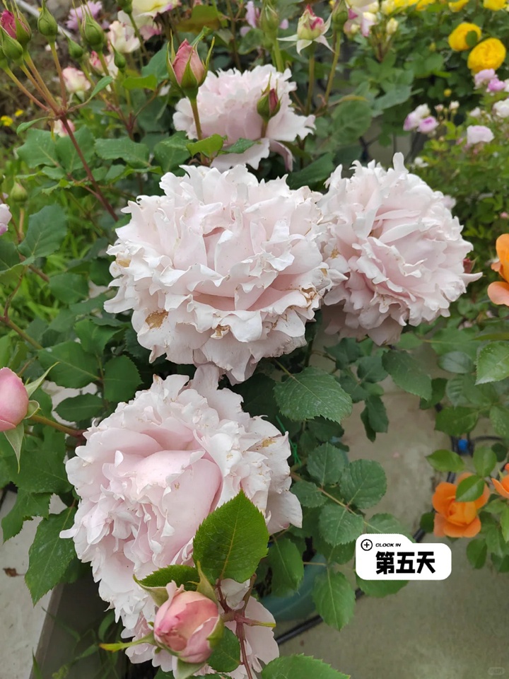 1731467945504076.jpg 索菲罗莎月季在广东表现