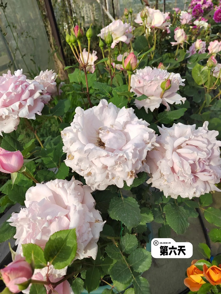 1731467945601886.jpg 索菲罗莎月季在广东表现