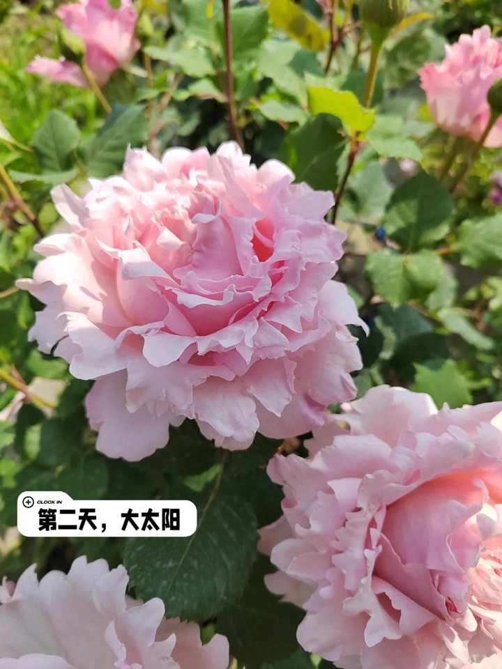 1731467945807796.jpg 索菲罗莎月季在广东表现