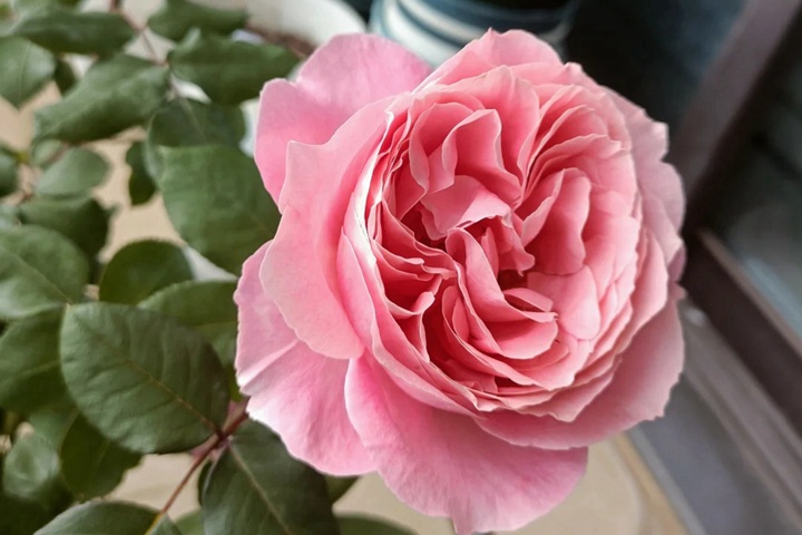 1731547626294010.jpg 安索菲比克月季耐阴吗