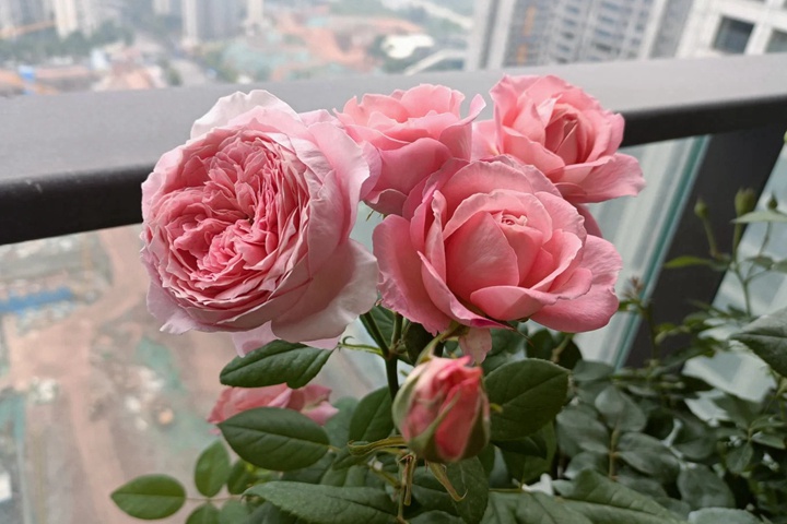 1731547626361337.jpg 安索菲比克月季耐阴吗