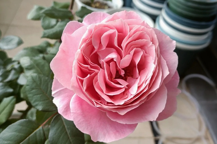 1731547626842134.jpg 安索菲比克月季耐阴吗