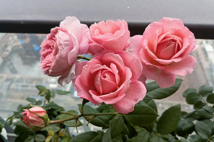 1731547626971494.jpg 安索菲比克月季耐阴吗