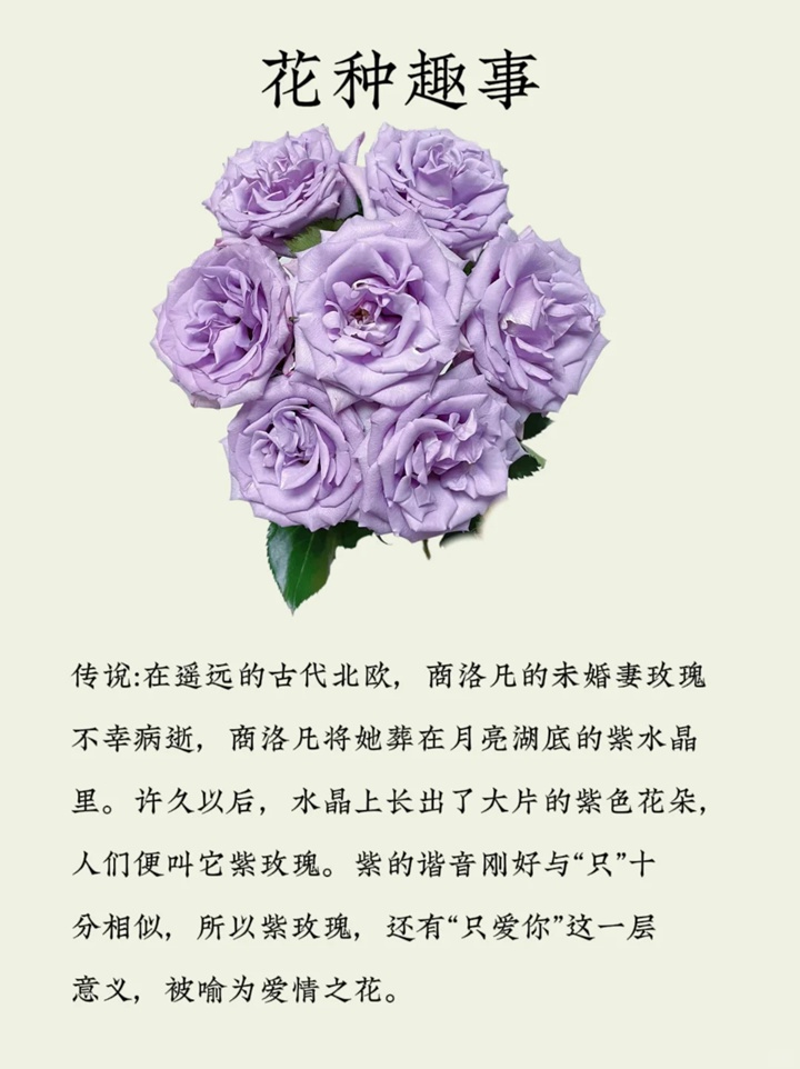1731551137462910.jpg 海洋之歌玫瑰花语和寓意