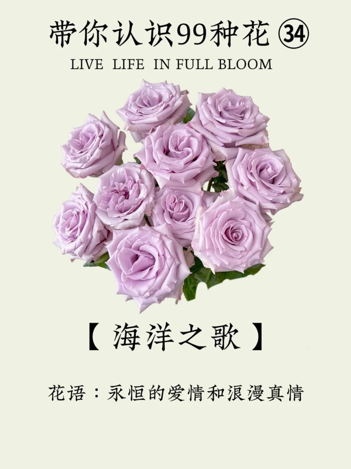 1731551137497213.jpg 海洋之歌玫瑰花语和寓意