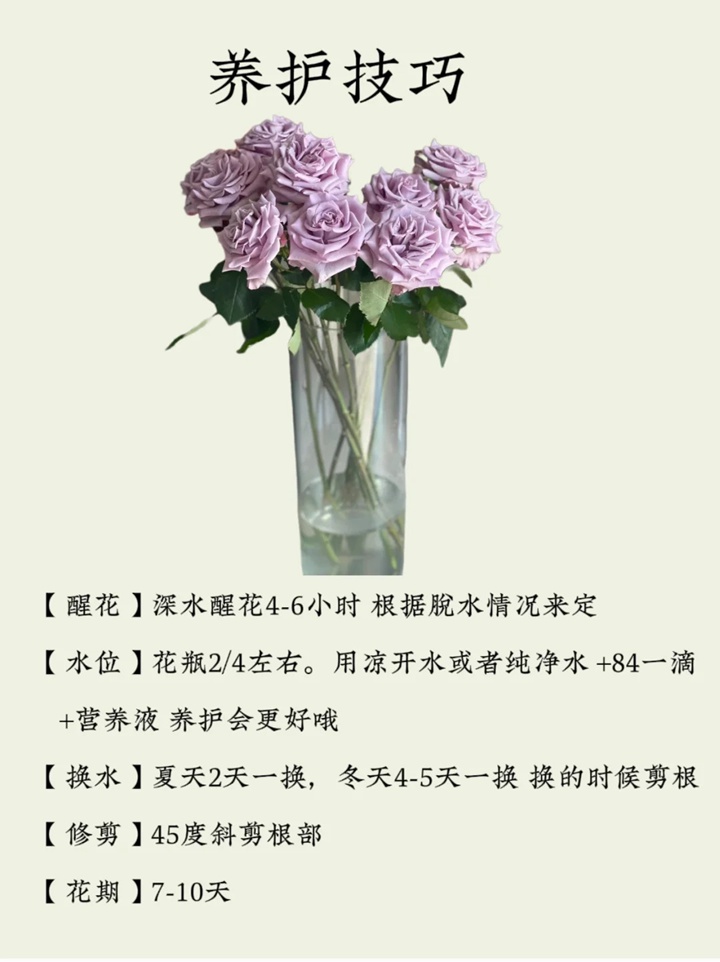 1731551137520302.jpg 海洋之歌玫瑰花语和寓意