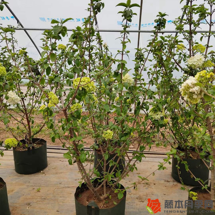 1731551611652646.jpg 种花的土壤深度是多少,土壤怎么配制