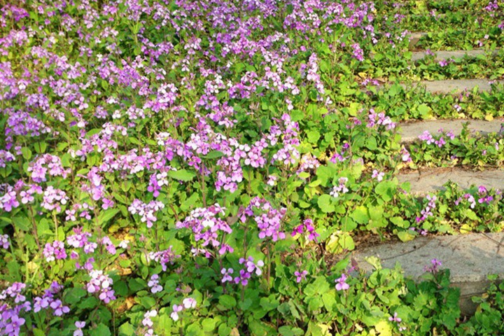 1731554395451701.jpg 二月兰种子种植时间和详细种植方法