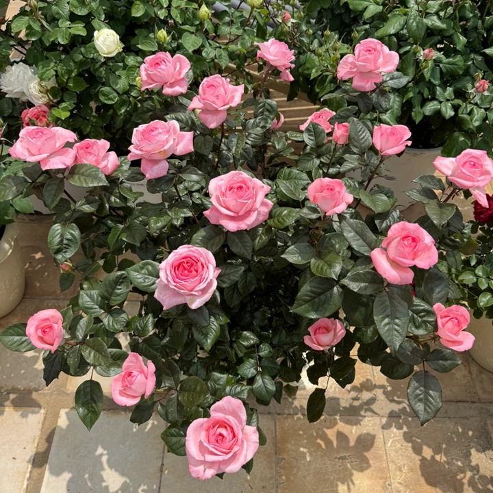 1731566897568252.jpg 法版花宫娜月季耐阴吗