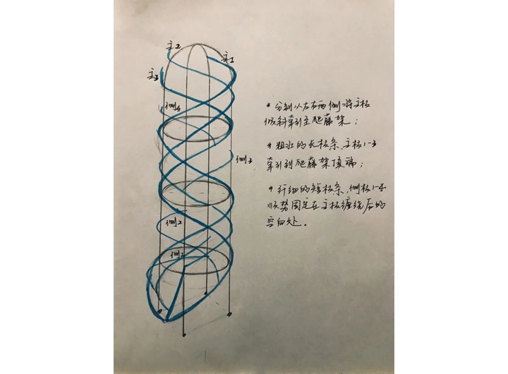 1731632879475007.jpg 藤本月季的修剪和牵引详细攻略