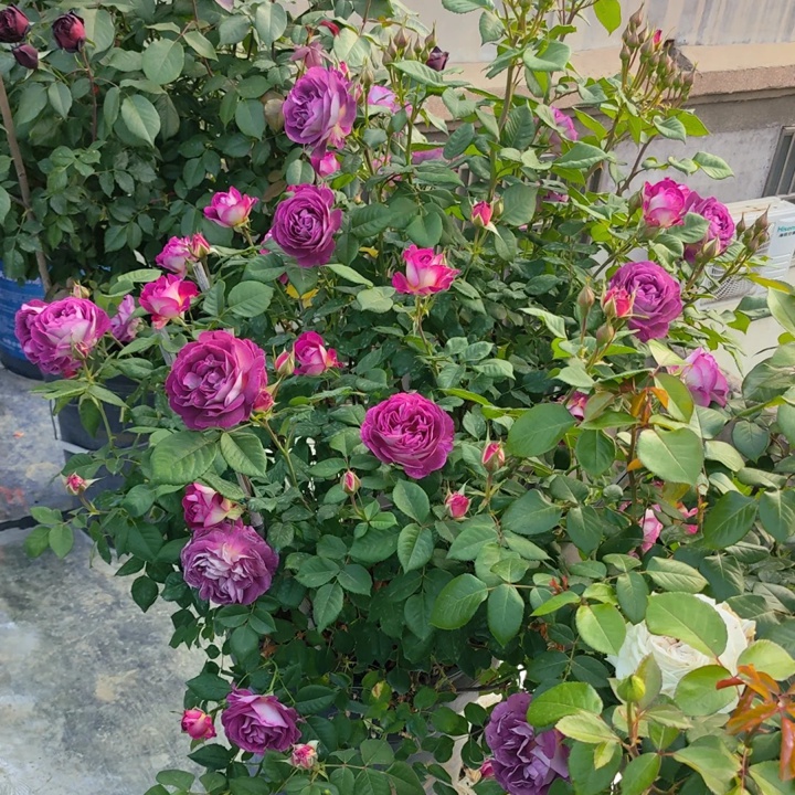 1731638256331955.jpg 合唱团月季的优缺特点分析