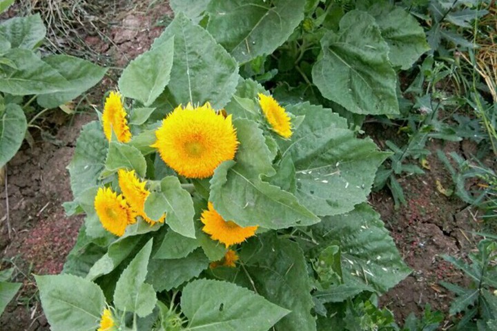 1731651170341361.jpg 玩具熊向日葵的详细种植步骤