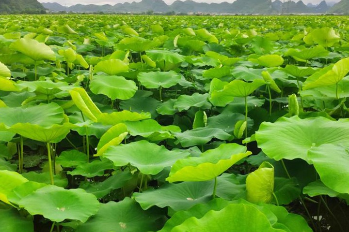 1731653958807805.jpeg 常年有水的田适合种植什么?