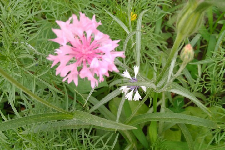 1731654527240346.jpg 矢车菊第二年能自生吗?