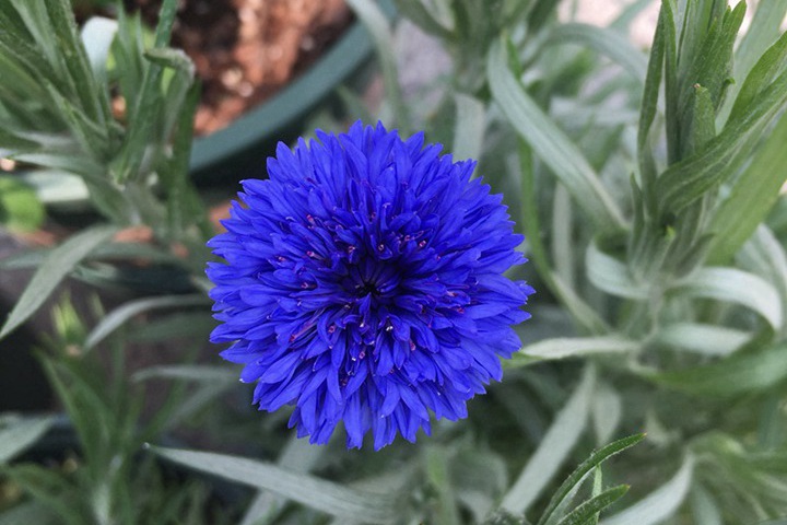 1731654527826693.jpg 矢车菊第二年能自生吗?