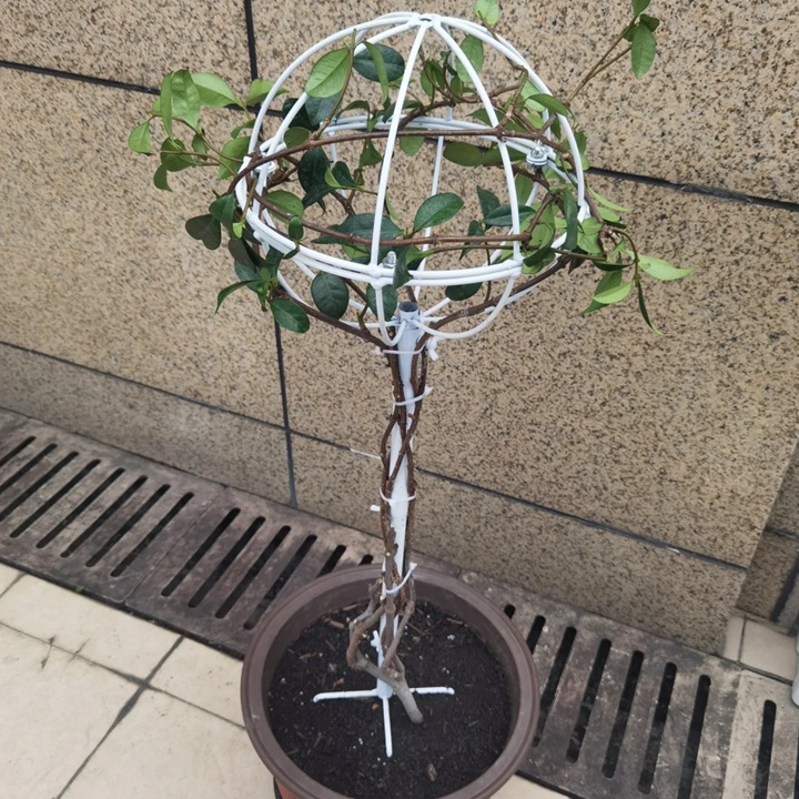 1731655485580722.jpg 风车茉莉棒棒糖制作过程