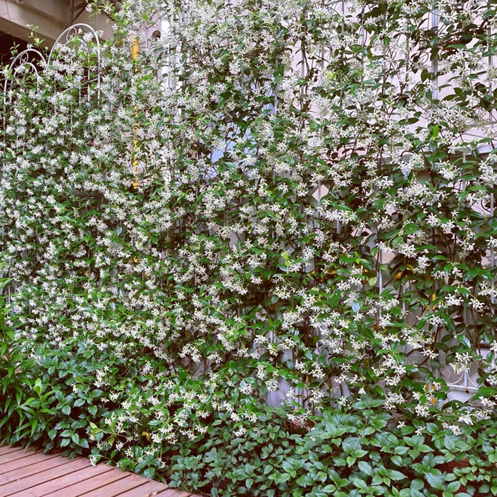 1731656503580042.jpg 风车茉莉如何养成花墙