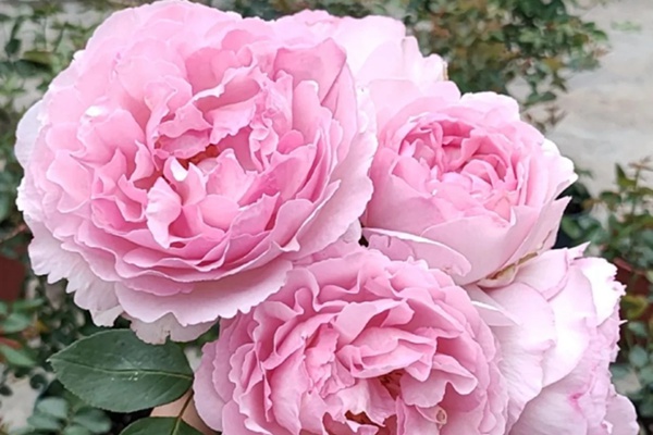 1731895697848736.jpg 伊芙粉伯爵和雪吻有区别吗