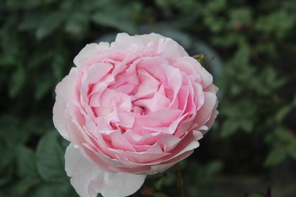 1731895716821683.jpg 伊芙粉伯爵和雪吻有区别吗