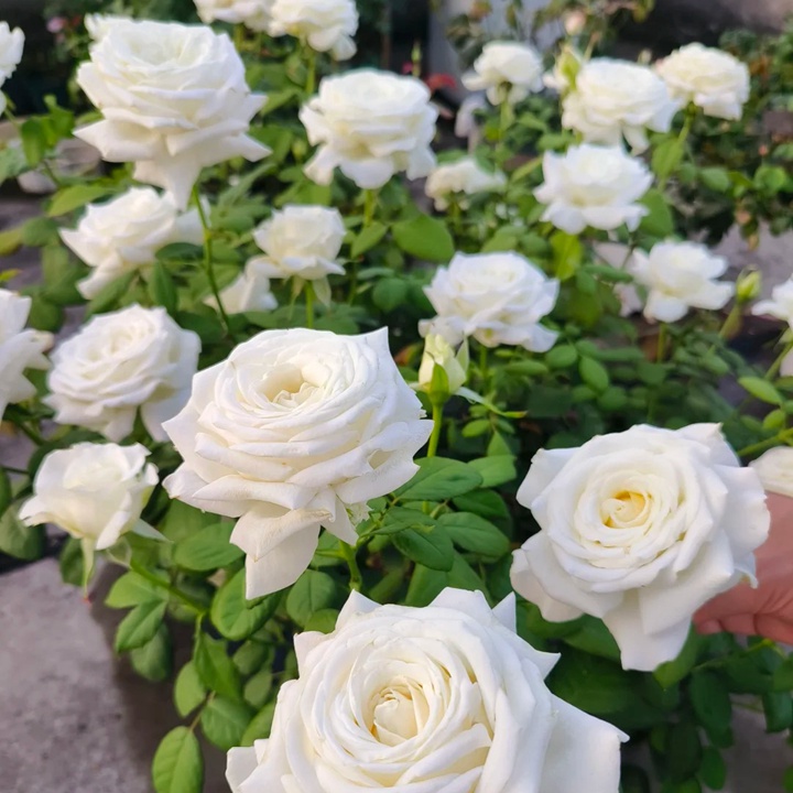 1731897575606304.jpg 保罗二世好还是珍妮莫罗好