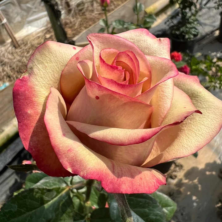 1731913867184193.jpg 红酒切花月季好养吗