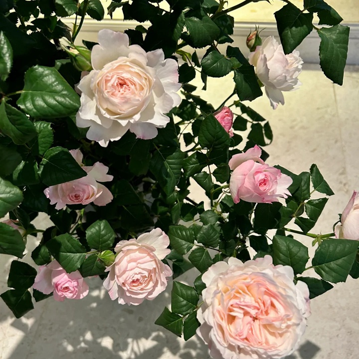 1731916161861922.jpg 月季凯拉值得入手吗